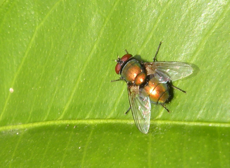 Mosca dorata...  Luclia sp. (Calliphoridae)